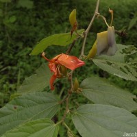 Helicteres isora L.